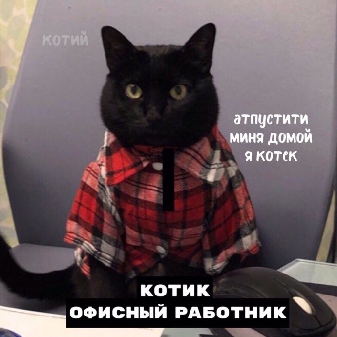 Порция тотемных котов. Выбери своего.