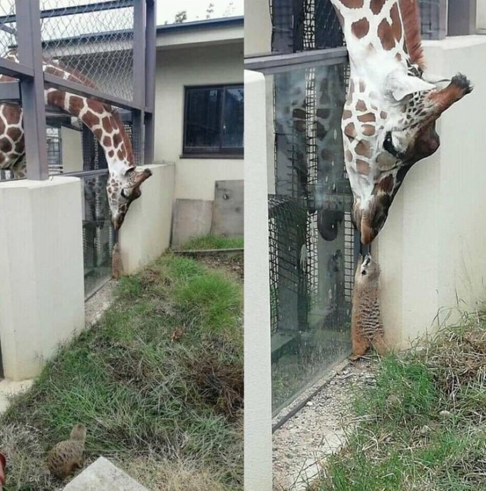 У звериной дружбы нет границ