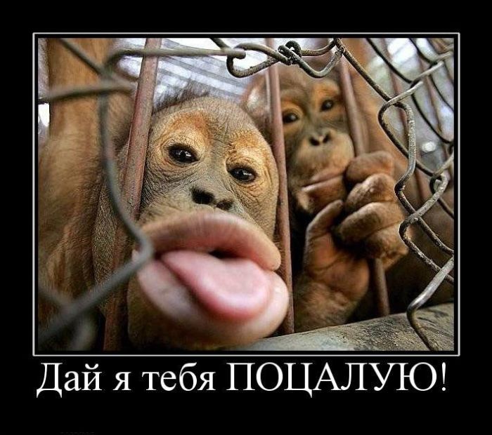 Марта маме, картинки смешных обезьян с надписями