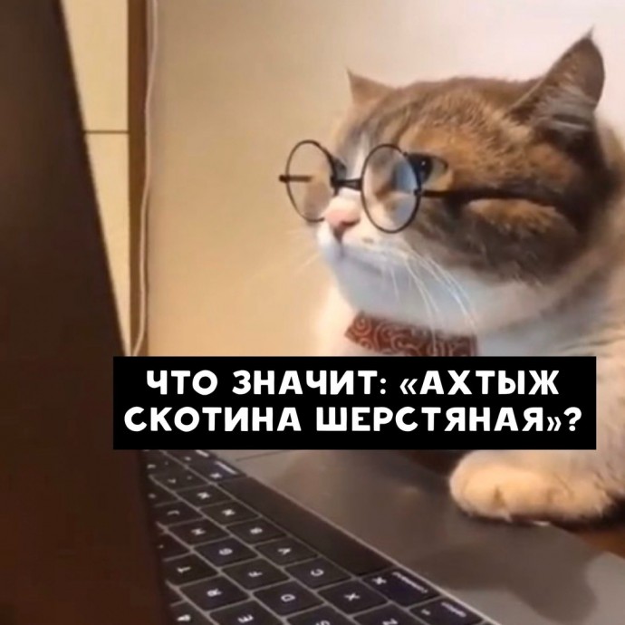 О чем гуглят коты