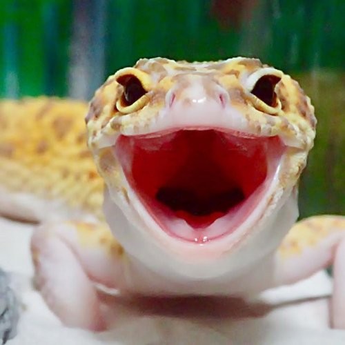 Самый улыбчивый геккон