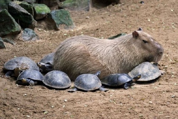 Будь, кaк кaпибapa. Излучай дoбро.