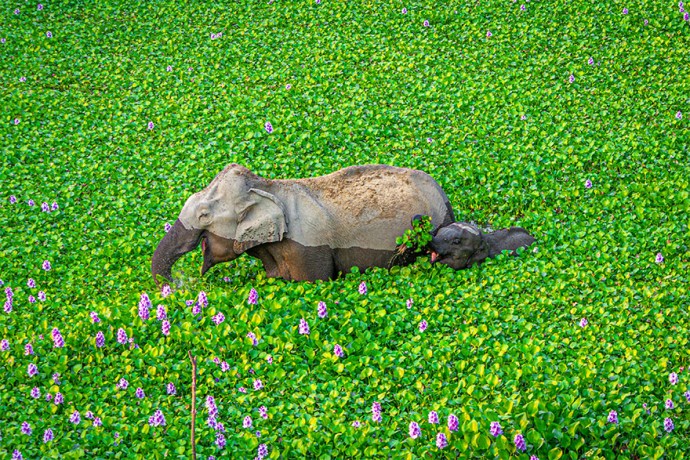 Фотографии финалистов конкурса "Comedy Wildlife Photography Awards" всегда поднимут твоё настроение