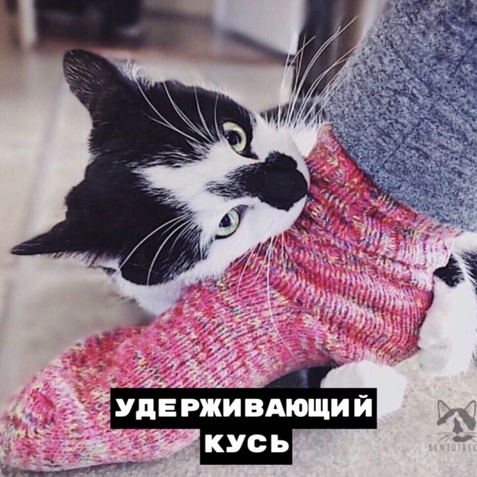 Кусь бывает разный