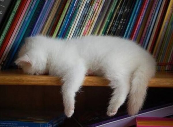 Прикольная подборка кошек спящих в самых разных, порой забавных позах.