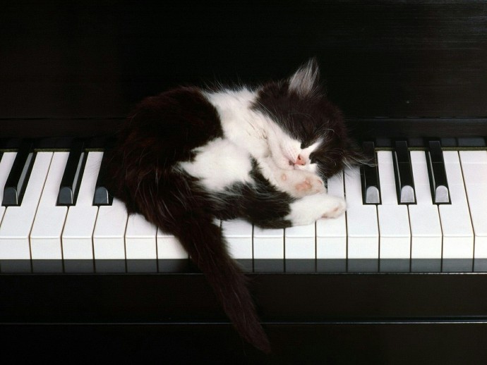 В музыкальной семье и коты музыкальные