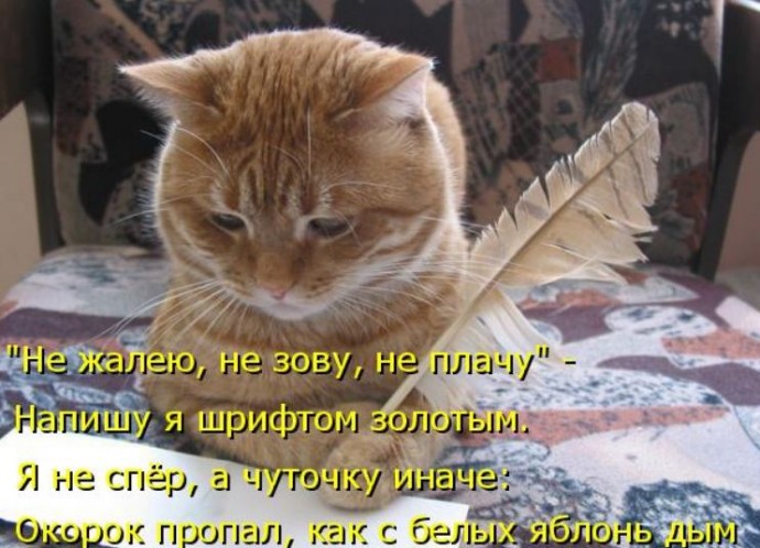 Коты с нечистыми намерениями