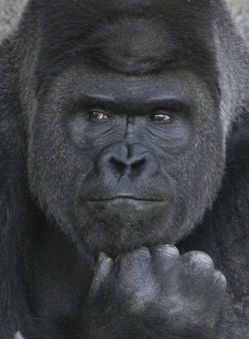 Фотомодель горилла-красавчик Сабани