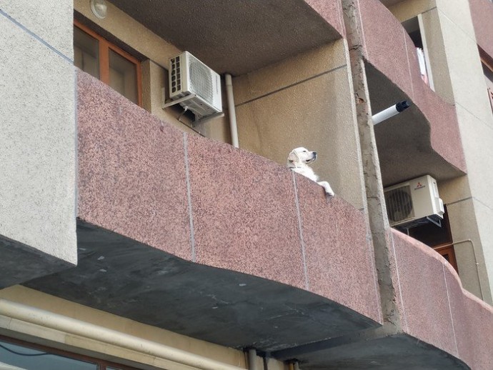 Псы – покорители балконов