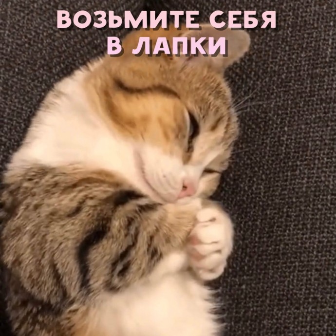 Совет от котика