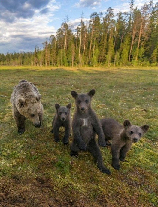 Когда фотограф поймал момент