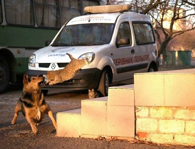 Когда кот в доме главный…