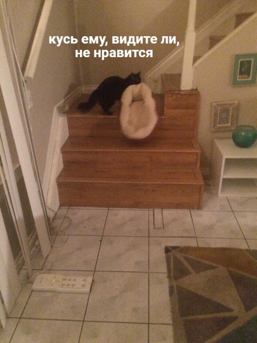 Когда поссорился с котом