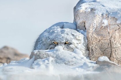 Мастер маскировки, уровень: кот