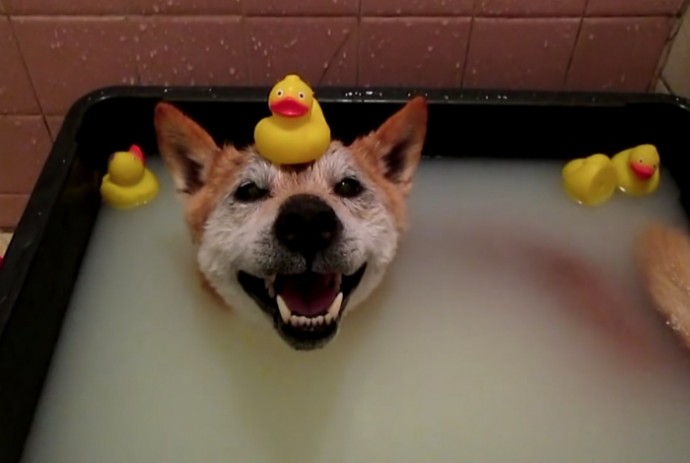 Забавные животные, которые принимают ванну