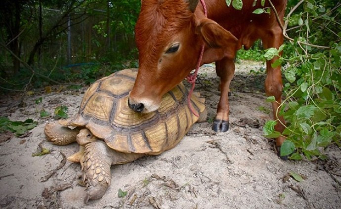 Дружба теленка и черепахи.