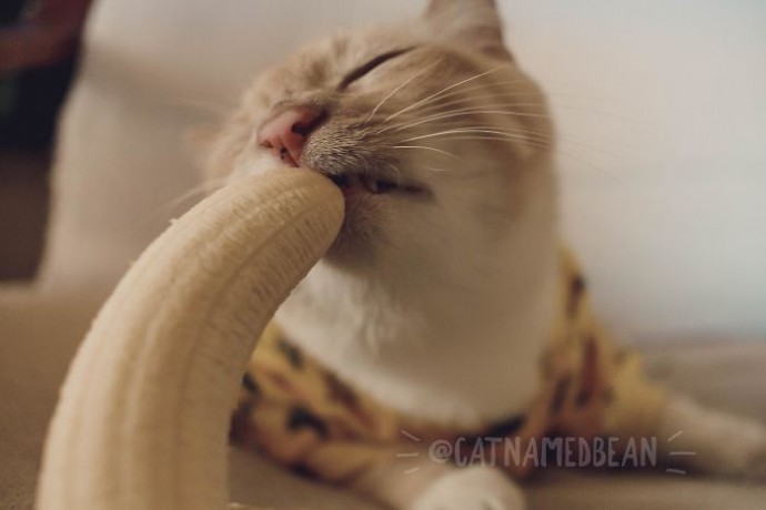 Этот котик очень любит бананы и не стесняется выглядеть странно