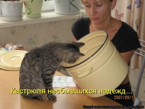 Котоматрица