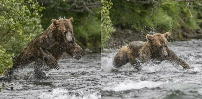 Забавная медвежья рыбалка