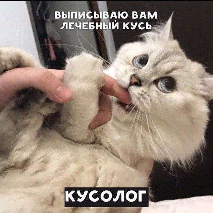 Котейки - это настоящие профессионалы