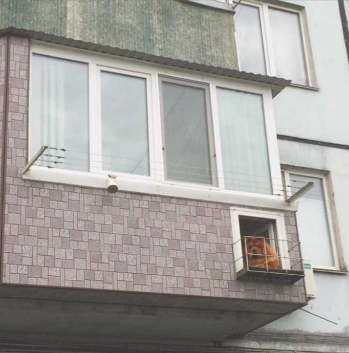 Псы – покорители балконов