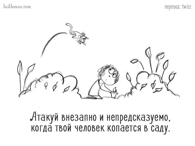 Уморительные советы, которые расскажут вам, как стать продвинутым котом Уморительные советы, которые расскажут вам, как стать продвинутым котом