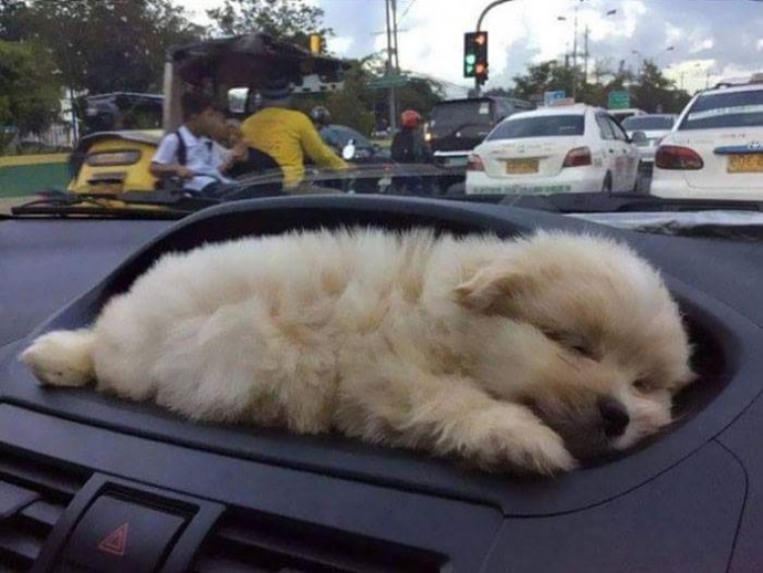 Забавные примеры, когда собаки смешно вели себя в машине