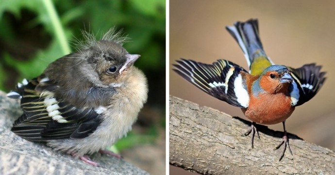 9 примеров того, как маленькие птенцы отличаются от своих родителей