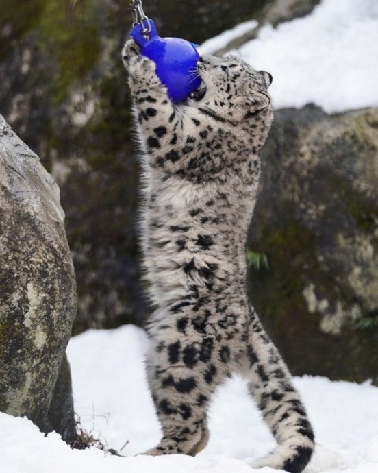 Снежный барс - харизматичный котяра