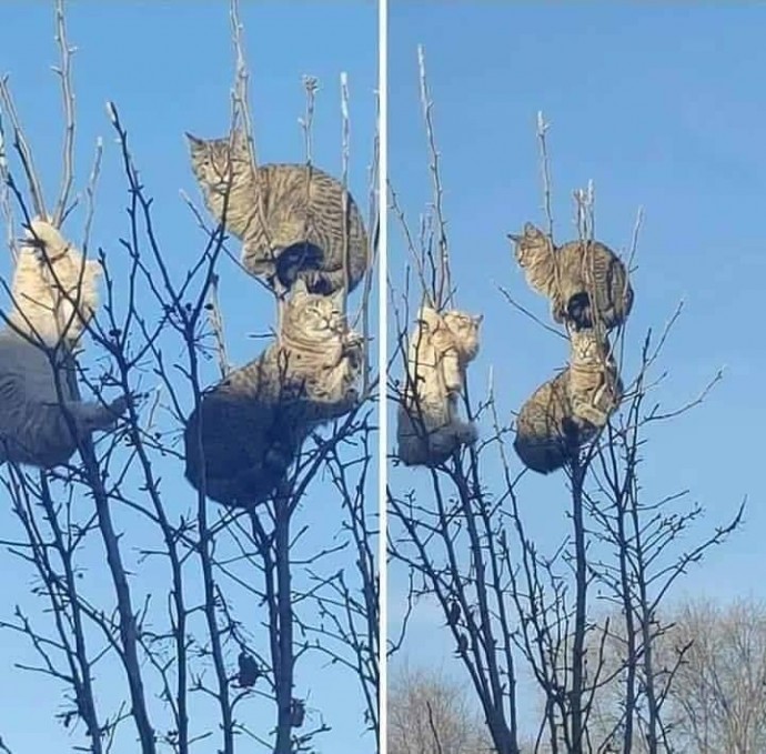 Забавные кошачьи снимки