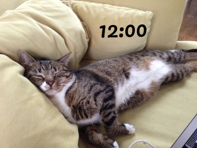 12 часов из жизни кота