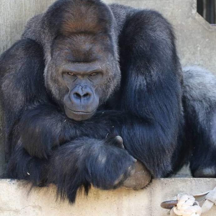 Эту гориллу не зря сравнивают с Джорджем Клуни!