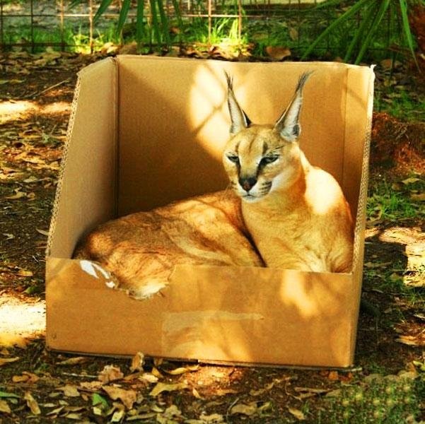 Кот + коробка = любовь навеки