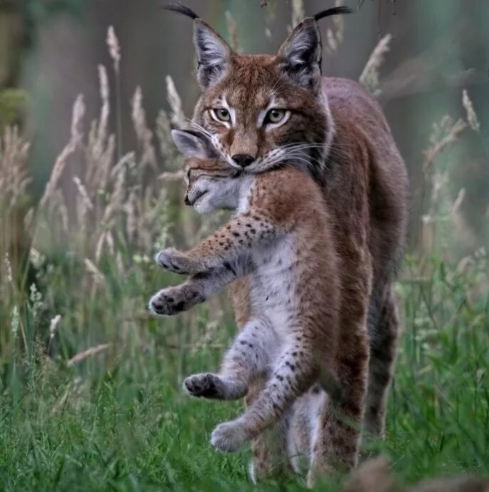 Котейка с бакенбардами