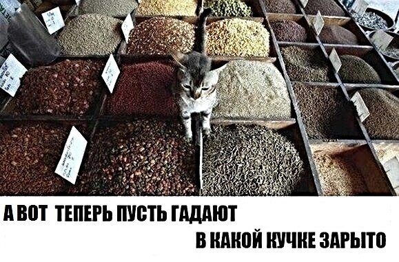 Котопост