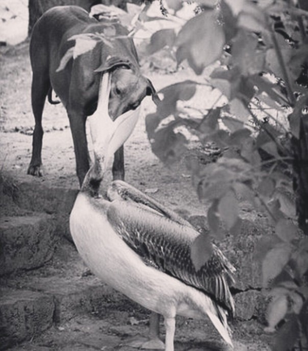 Пеликан - крайне самоуверенная птичка