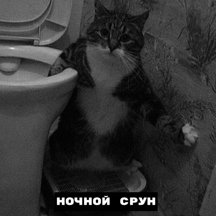 Виды ночных котов