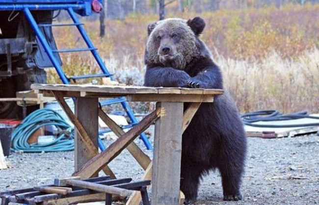 Работящий медведь — счастье в семье