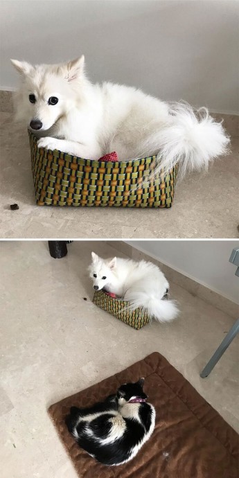 А ты, Шарик, и без постели обойдешься!