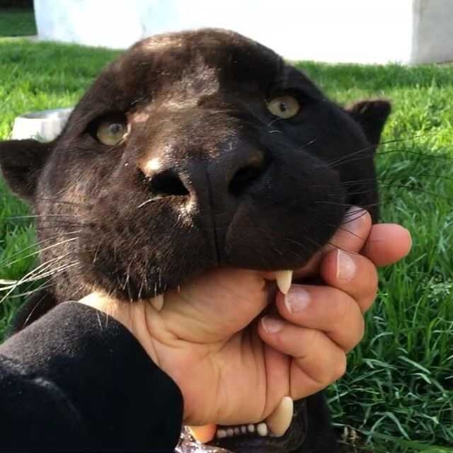 Большой кот или маленький кот, разницы нет вообще.