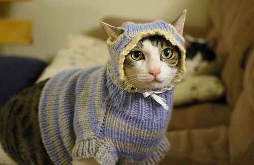 Я уеду жить в свитер