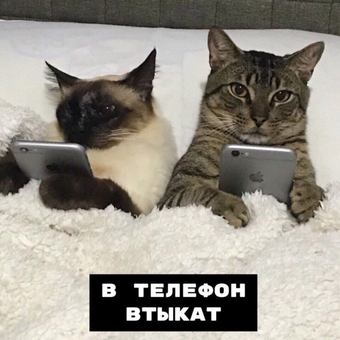 Кот умеет все