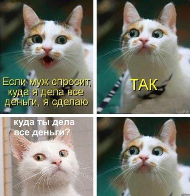 Котопост