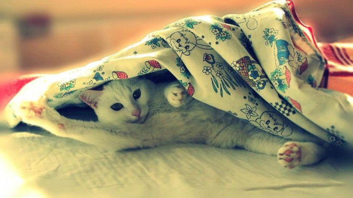 Любимое место: под одеялком
