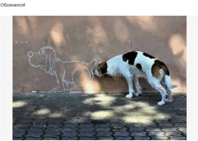 Собаки умеют украсить собой любой кадр!