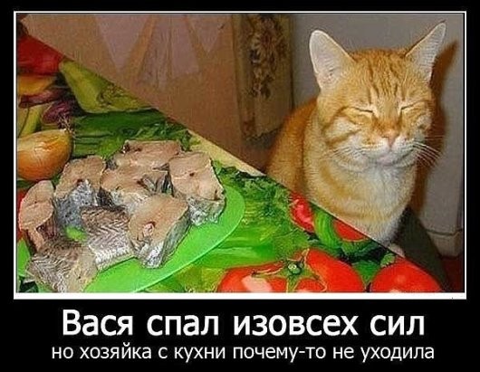 Смешные животные