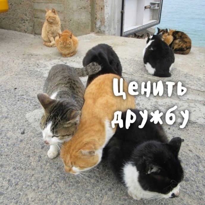 Котики умеют