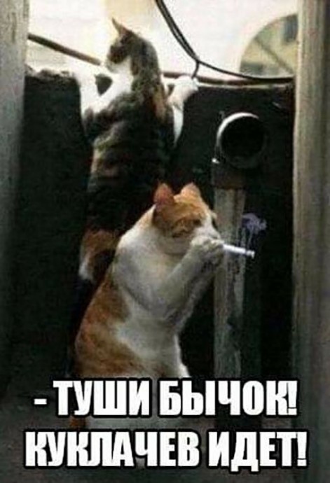 Котопост