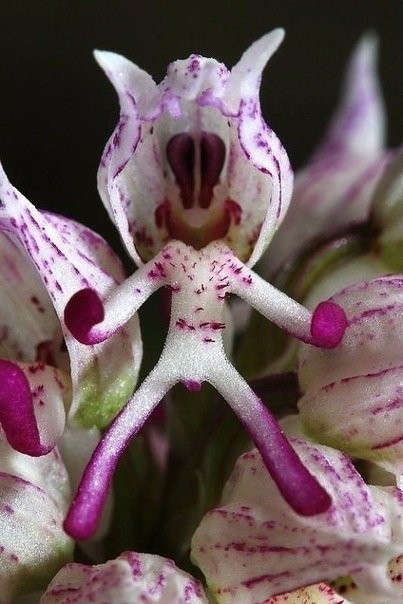 Орхидеи, которые умеют притворяться