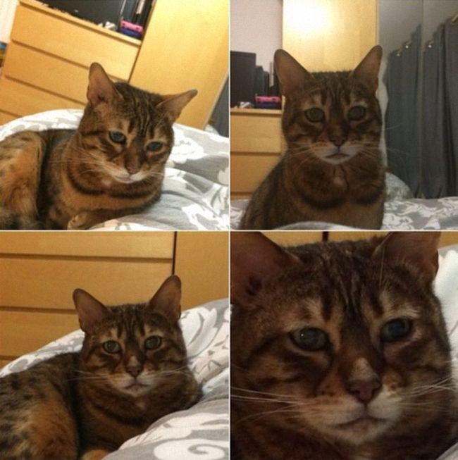Подборка фотографий с животными, которые весьма напоминают наши жизненные ситуации. Подборка фотографий с животными, которые весьма напоминают наши жизненные ситуации.